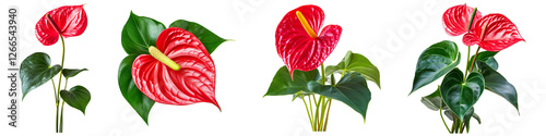 Set of red anthurium flower with green leaves isolated on transparent background