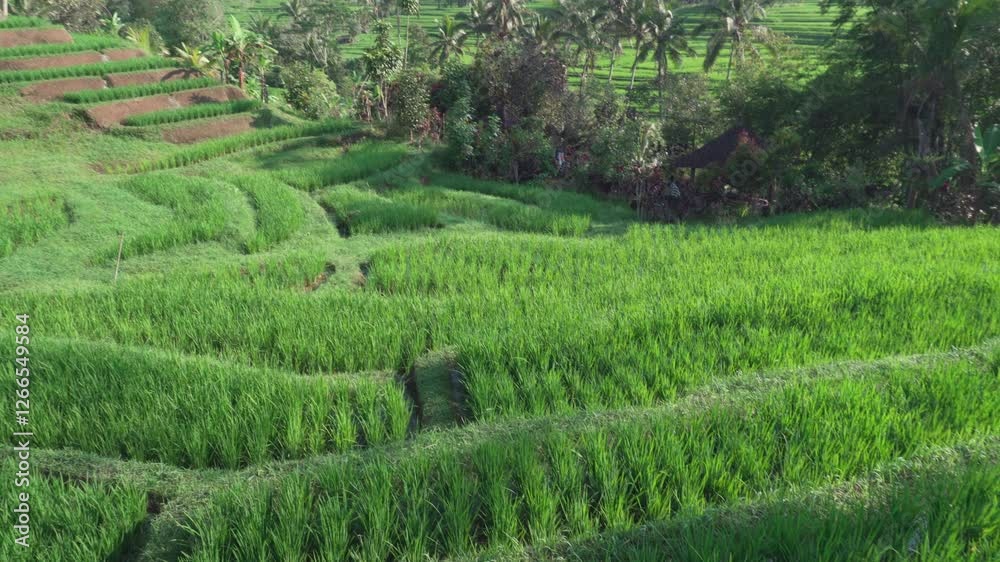 Awesome view of scenic rice terraces in Bali, Indonesia Awesome view of scenic rice terraces in Bali, Indonesia