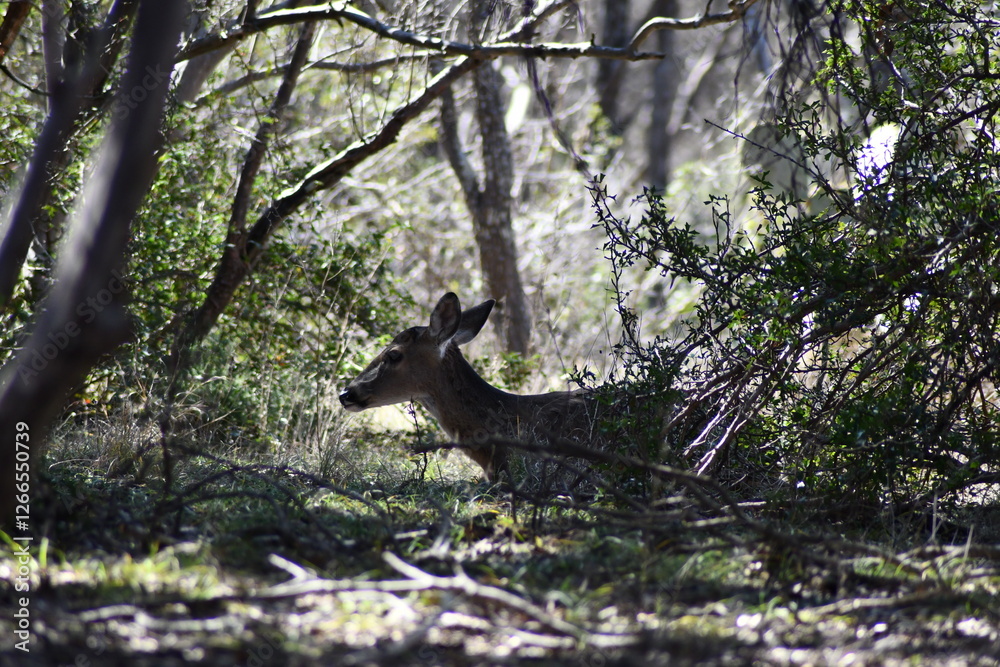 deer in the woods