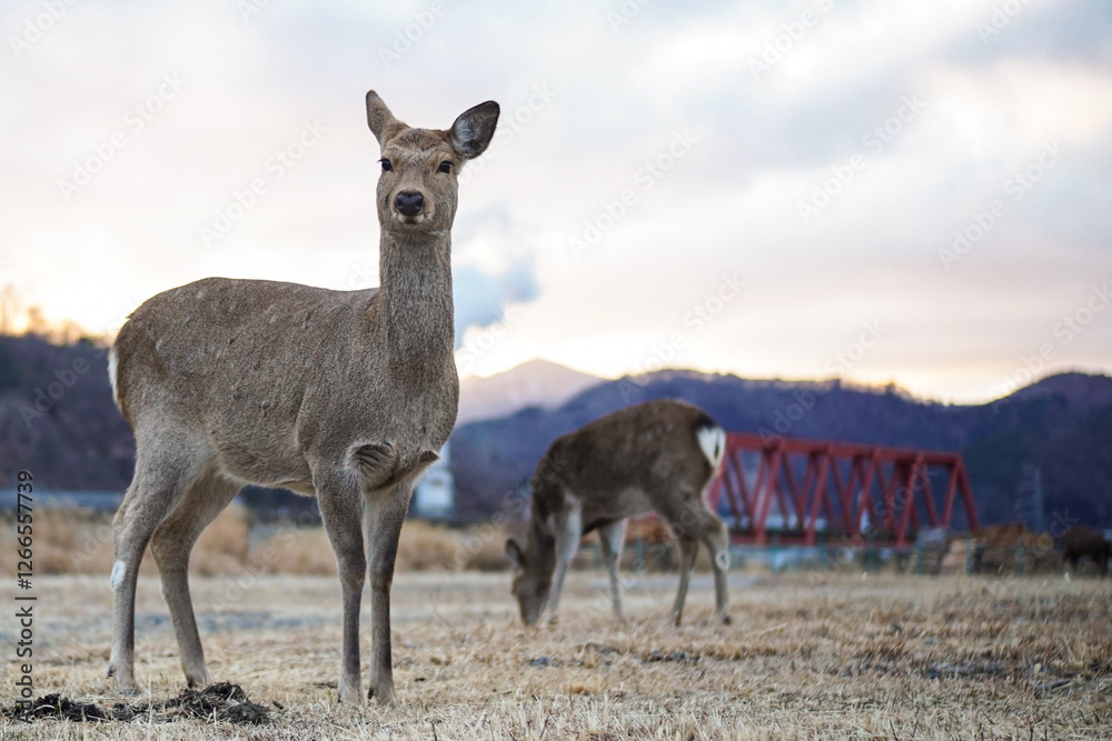 Kamaishi, Iwate, Japan. Roe deer (Capreolus capreolus) in dry grass looking at the camera. A beautiful female roebuck is eating dry grass on the side of the road. Winter background in Japan. Kamaishi, Iwate, Japan. Roe deer (Capreolus capreolus) in dry grass looking at the camera. A beautiful female roebuck is eating dry grass on the side of the road. Winter background in Japan.