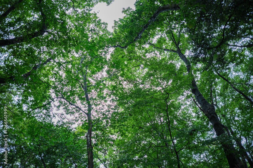 Fototapeta premium 春・夏 早朝の雨に濡れた森林の自然の風景 生い茂る新緑の木の葉 見上げた空の風景