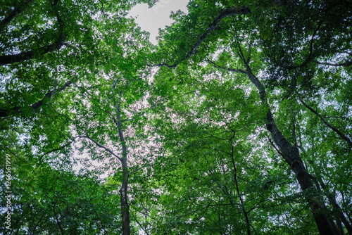 春・夏　早朝の雨に濡れた森林の自然の風景　生い茂る新緑の木の葉　見上げた空の風景 photo