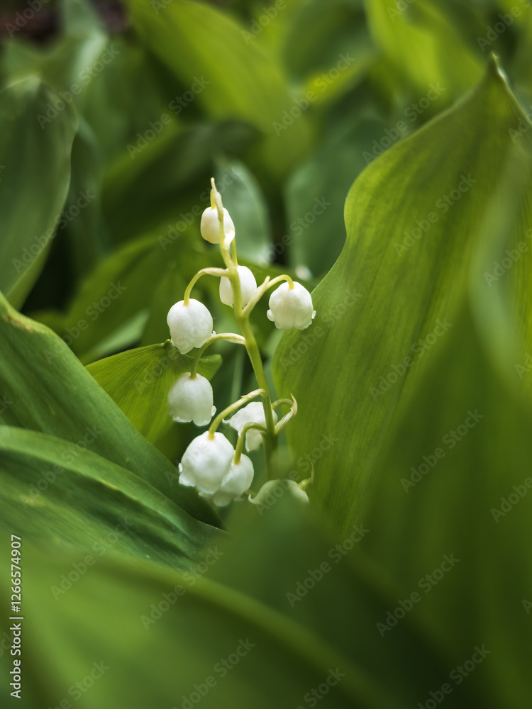 a macro shot of a lily of the valley a macro shot of a lily of the valley