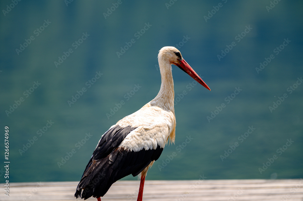 Fototapeta premium the white stork