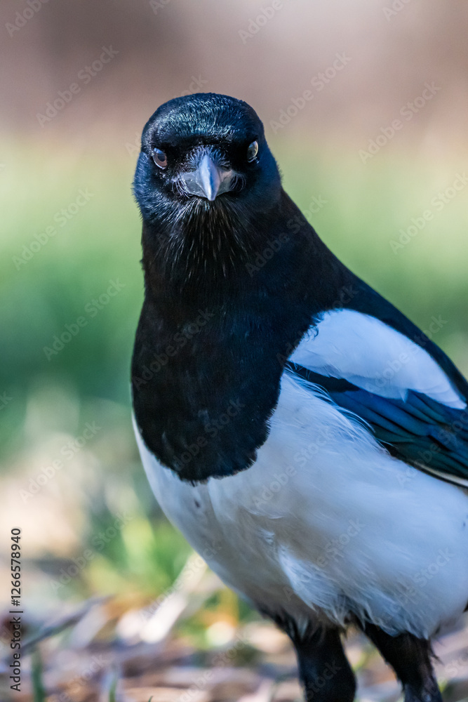 Fototapeta premium А magpie posing for an awesome shot