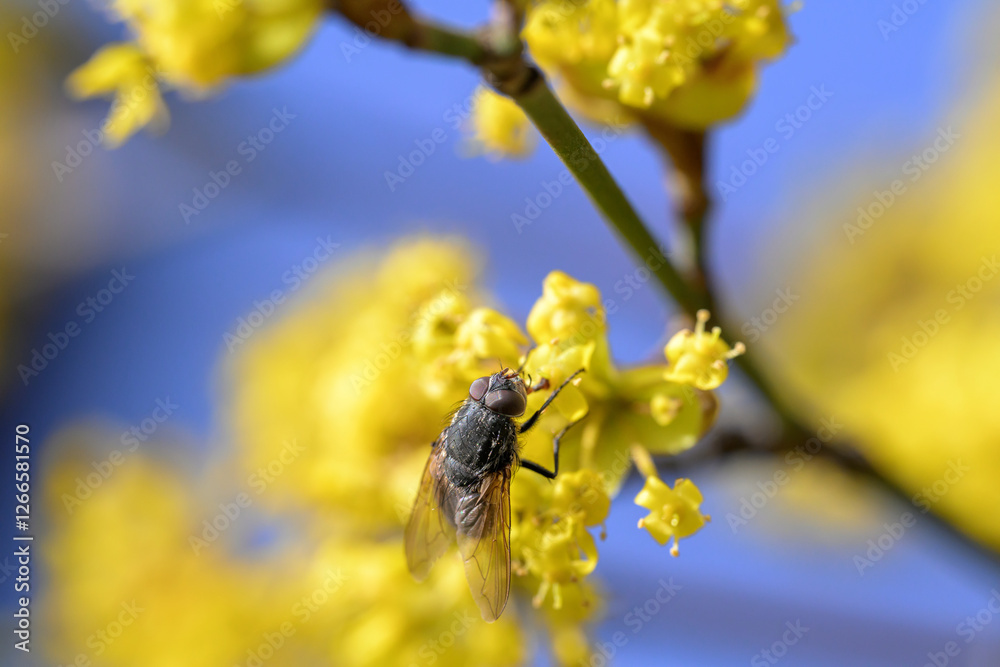 A macro shot of a fly on a blooming cornel tree A macro shot of a fly on a blooming cornel tree