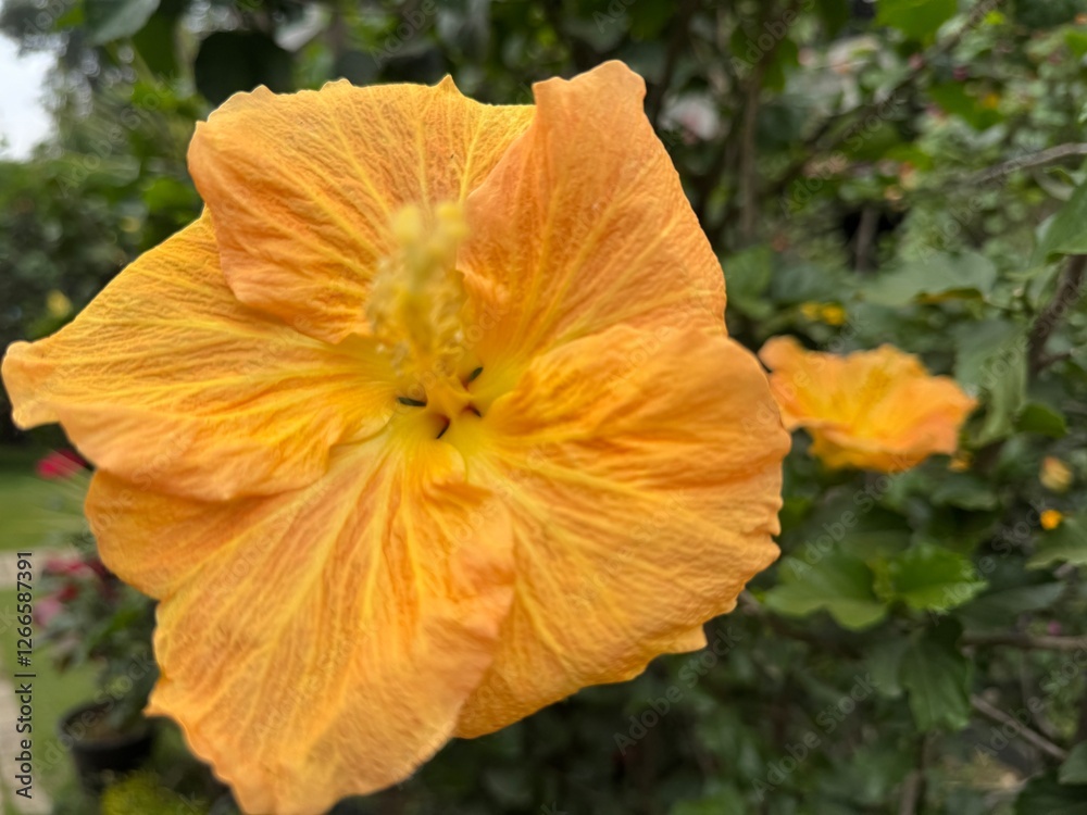 yellow hibiscus flower, close up picture, botanical and floral yellow hibiscus flower, close up picture, botanical and floral