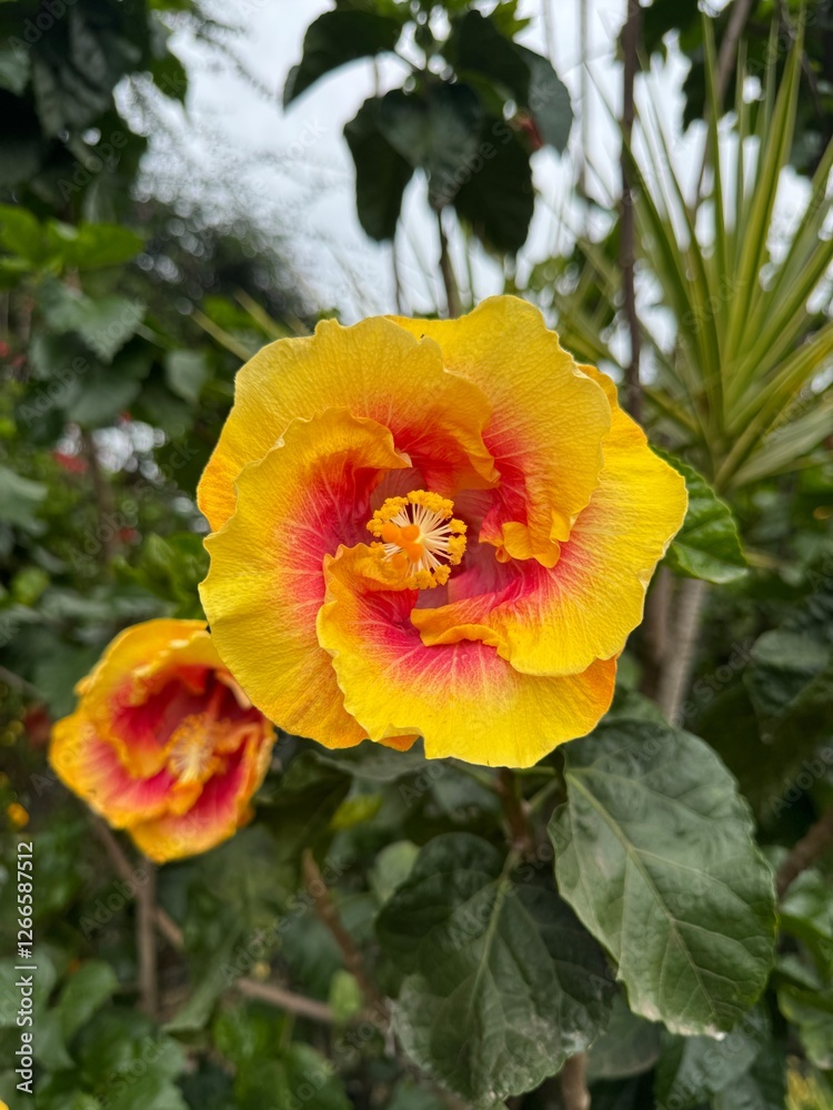 yellow and pink hibiscus flower, close up picture, botanical and floral yellow and pink hibiscus flower, close up picture, botanical and floral