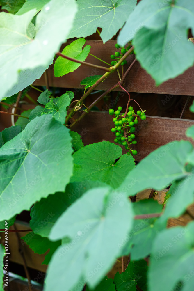 Obraz premium Young green grapes closeup. Young green grapes hanging on the vine with green leaves in organic garden. Agriculture