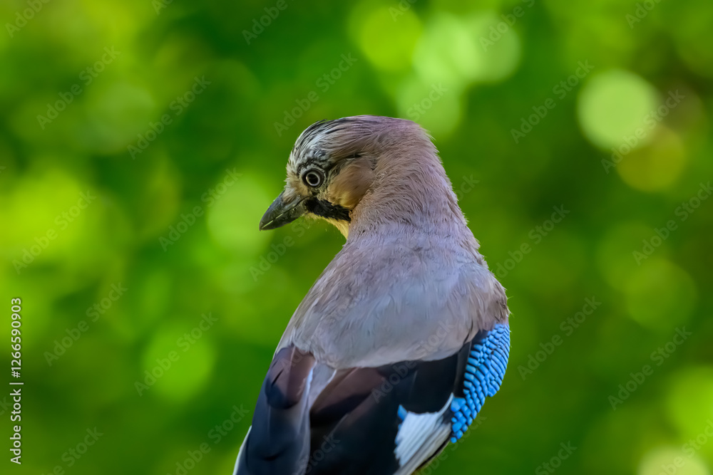 A mockingbird blue jay bird looking over it's shoulder A mockingbird blue jay bird looking over it's shoulder