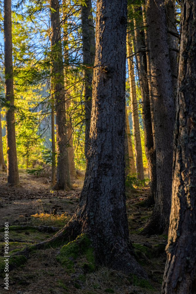 Naklejka premium Autumn in the forest light hitting the tree bark