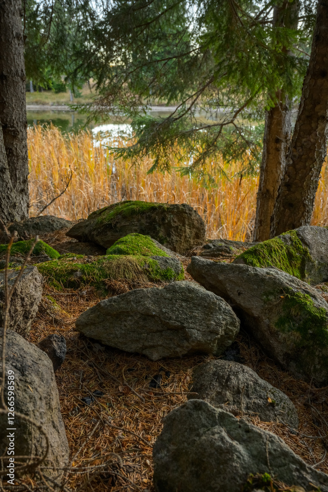 The rock at the small lake in the forest The rock at the small lake in the forest