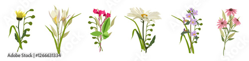 Beautiful bouquets with wild flowers vector flat illustrations set. Collection of various blooming plants with stems and leaves isolated on white background. 