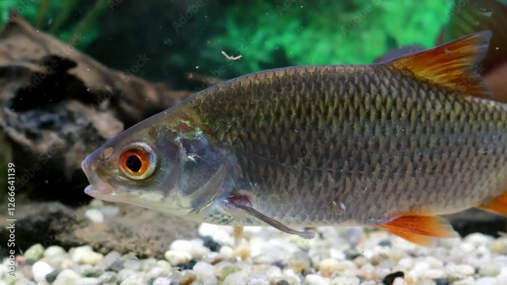 Freshwater fish glide through a vibrant underwater environment filled with smooth pebbles and natural decorations, showcasing their lively movements and colors Freshwater fish glide through a vibrant underwater environment filled with smooth pebbles and natural decorations, showcasing their lively movements and colors