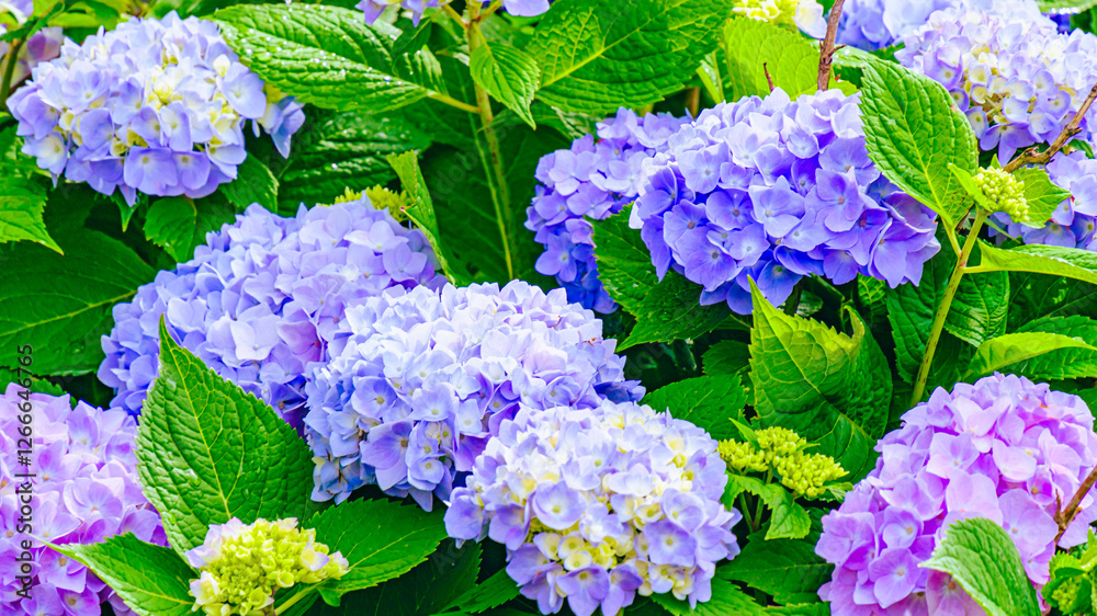 満開のアジサイ