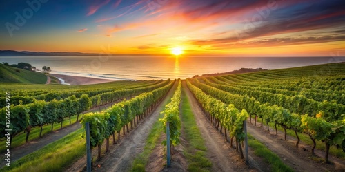 Wallpaper Mural Coastal vineyard with rows of grapevines stretching towards the sea horizon at sunset, grapes, beach,  grapes, beach, wine Torontodigital.ca