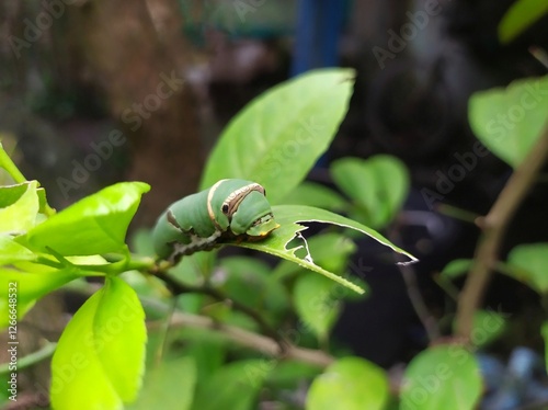 Green caterpillars ate the leaves of the orange tree photo