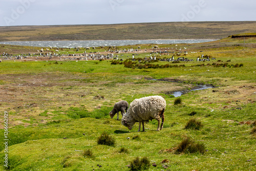 Принти на полотні Falkland Island landscape.