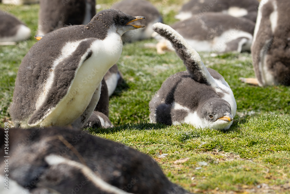 Obraz premium Two gentoo penguin (pygoscelis papua) chicks playing. 