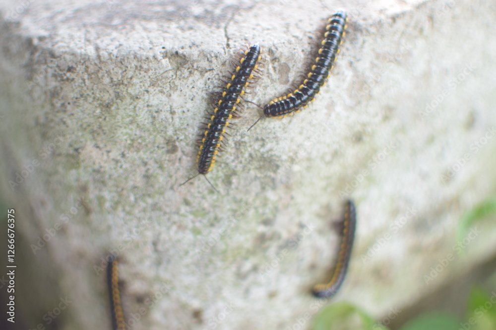 Orthomorpha coarctata, or the long flange millipede, walking on the paved street Orthomorpha coarctata, or the long flange millipede, walking on the paved street