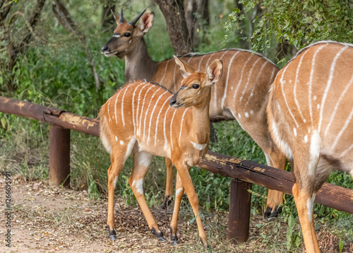 Two female Nyala antelopes and one young male nyala antelope with their striking striped pattern, looking about warily and nervously in a carpark adjacent to a hide in a game reserve in South Africa.