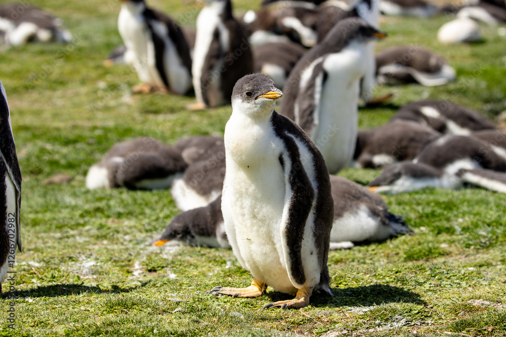 Fototapeta premium A gentoo penguin (pygoscelis papua) chick, standing within a colony.