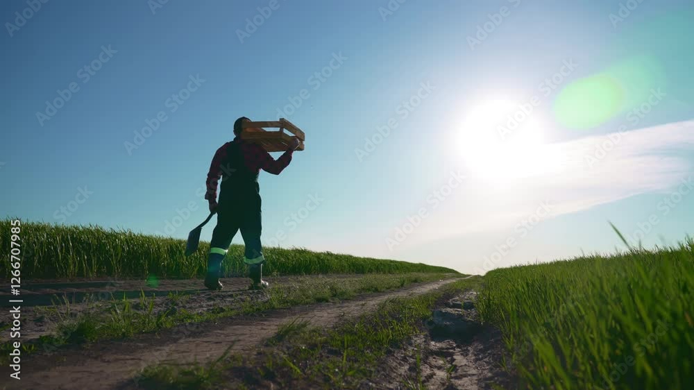 Male farmer with shovel and wooden box in agricultural field, rearview. Professional agronomist viewing farmland in summer day, bright sunlight in nature, following shot with farm worker, agribusiness Male farmer with shovel and wooden box in agricultural field, rearview. Professional agronomist viewing farmland in summer day, bright sunlight in nature, following shot with farm worker, agribusiness
