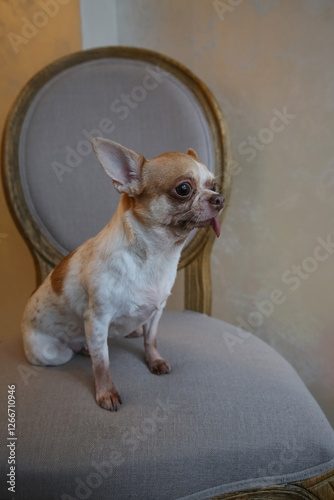 Wallpaper Mural Mini Chihuahua dog sits on a vintage chair, the dog is 6 years old Torontodigital.ca