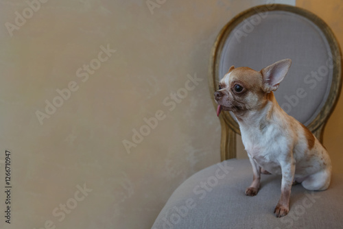 Wallpaper Mural Mini Chihuahua dog sits on a vintage chair, the dog is 6 years old Torontodigital.ca