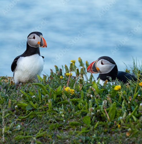 A pair of Canadian puffins standing on the cliff top in Newfoundland at nesting time above the Atlantic Ocean
