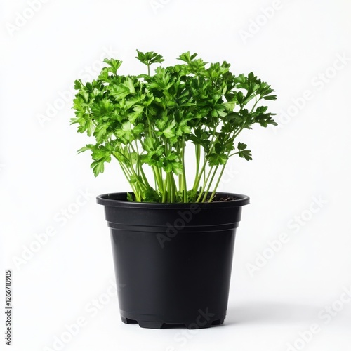 Fresh parsley plant growing in a simple black pot