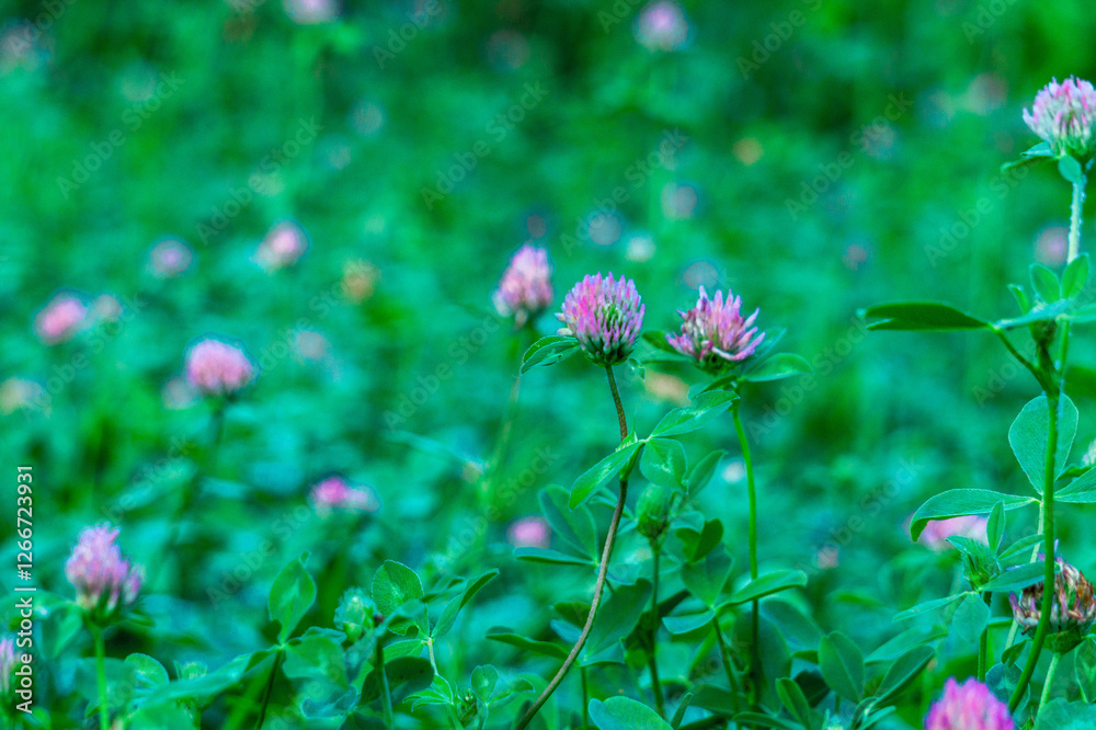 Purple wild flowers in the forest in summer close-up Purple wild flowers in the forest in summer close-up