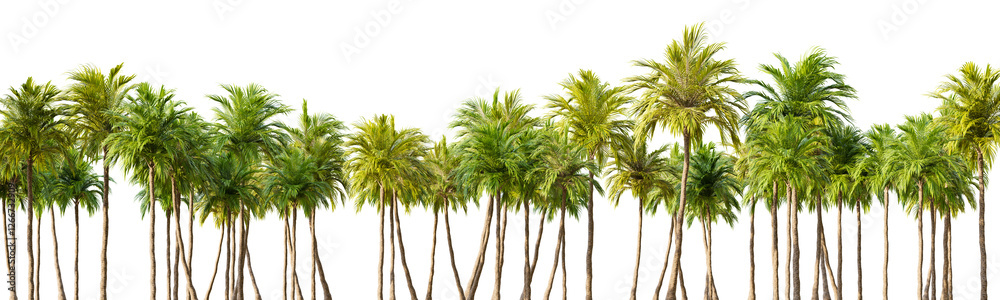Obraz premium Row of palm trees on white transparent background. 3D rendering illustration