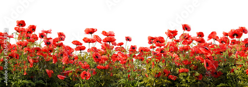Field of red poppy flowers on white transparent background. 3D rendering illustration