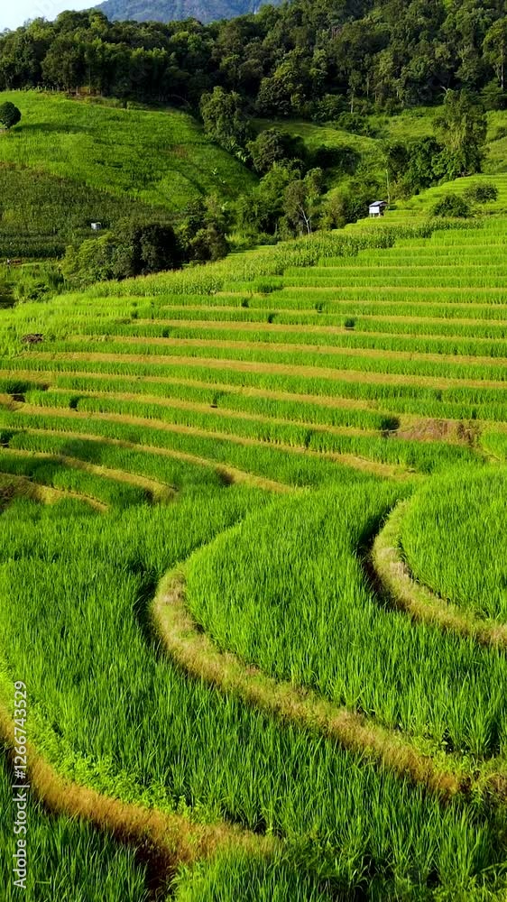 Step into the breathtaking landscape of Chiang Mai Thailand, where emerald green rice fields create stunning terraces that cascade down the hillsides. The beauty of nature thrives in this region. Step into the breathtaking landscape of Chiang Mai Thailand, where emerald green rice fields create stunning terraces that cascade down the hillsides. The beauty of nature thrives in this region.