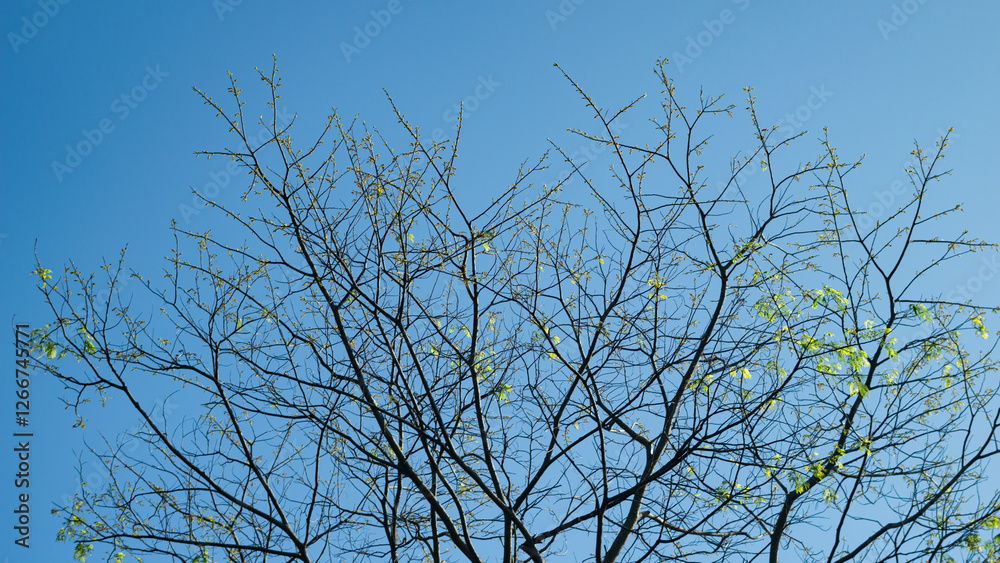 Delicate Green Branches Under a Clear Blue Sky Delicate Green Branches Under a Clear Blue Sky