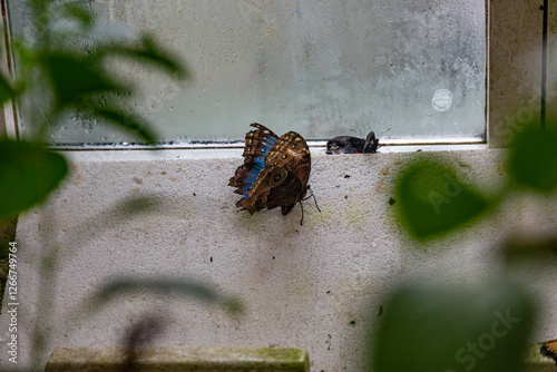 Obraz na płótnie Butterfly in the House of butterflies, Vienna w salonie