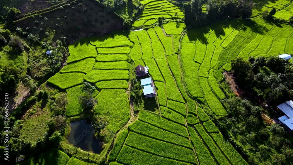 Experience the serene beauty of Chiang Mais rice fields. Lush green terraces stretch as far as the eye can see, creating a stunning landscape bathed in warm sunlight during early morning hours.