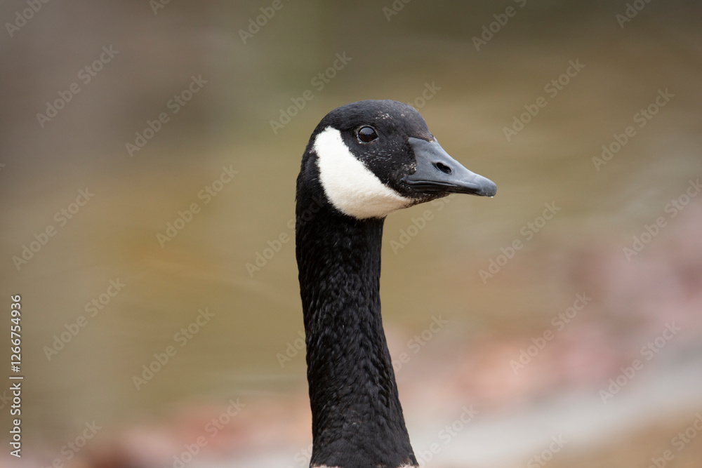 A closeup view of the head of a Canada goose. A closeup view of the head of a Canada goose.