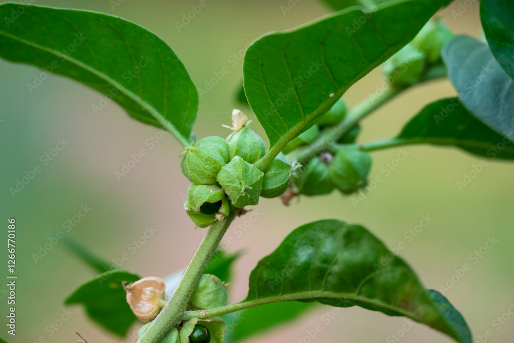 Ashwagandha plant or withania somnifera plant is ayurvedic medical plant close up Ashwagandha plant or withania somnifera plant is ayurvedic medical plant close up