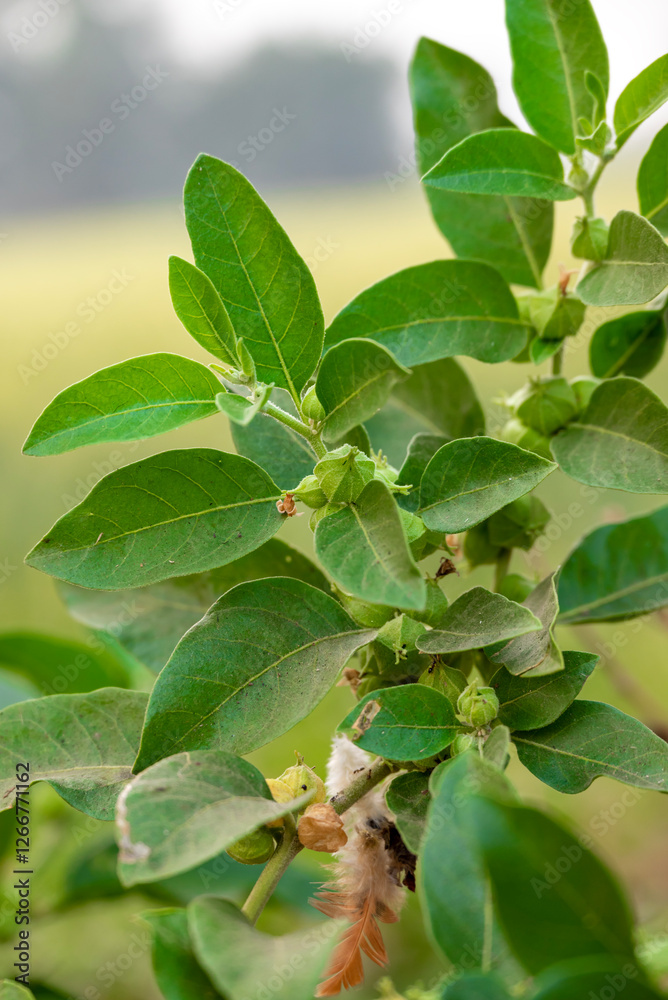 Ashwagandha plant or withania somnifera plant is ayurvedic medical plant close up Ashwagandha plant or withania somnifera plant is ayurvedic medical plant close up