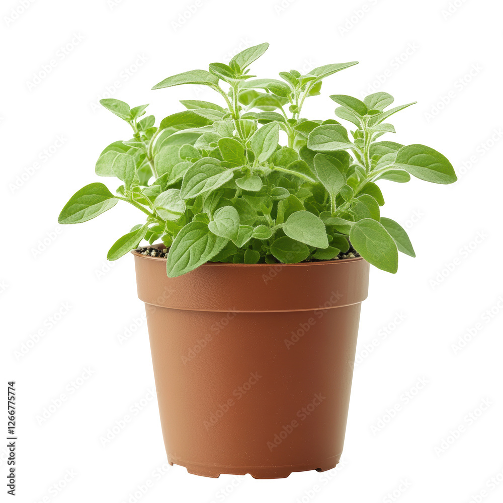 Isolated Oregano Plant in Brown Pot, Aromatic Culinary Herb Isolated Oregano Plant in Brown Pot, Aromatic Culinary Herb