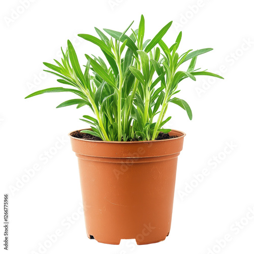 Isolated Savory Herb Plant, Culinary Ingredient in Pot