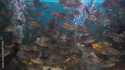 Texas Cichlid at Dehradun Zoo's Aquaworld photo