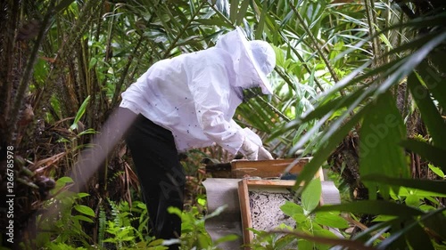 Stingless bee hive of Bee keeper working with honey bees, the other working with a hive. photo