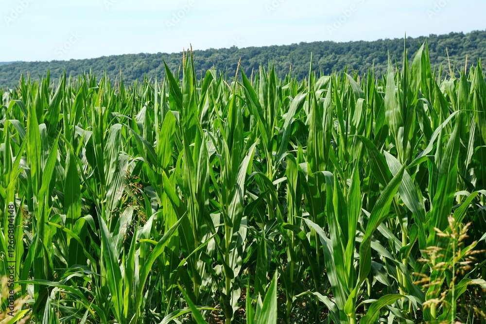 corn field with green corn, a field for harvesting corn grain corn field with green corn, a field for harvesting corn grain