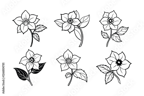 Hellebore (Helleborus spp.) line art vector illustration