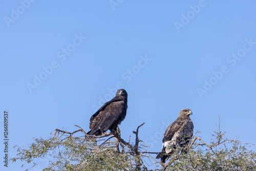 Wallpaper Mural Steppe Eagle (Aquila nipalensis) Perching at the top of tree. Torontodigital.ca