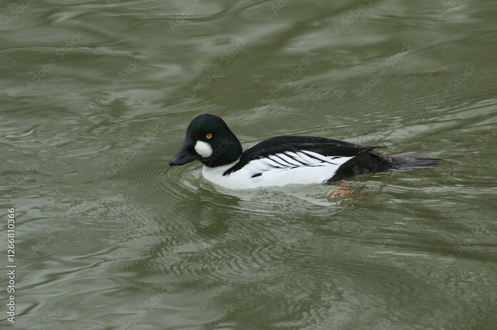 A male Goldeneye, Bucephala clangula, swimming on a river.