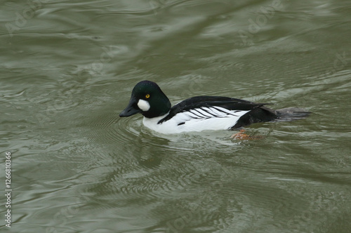 Obraz na płótnie A male Goldeneye, Bucephala clangula, swimming on a river. w salonie